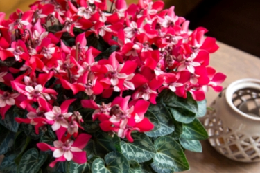 Cyclamen Djix Variety Thumbnail.jpg